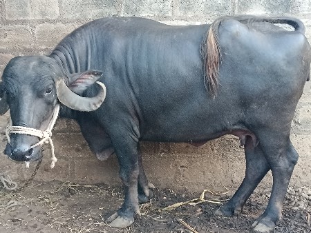ભેંશ વેચવા ની