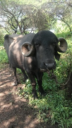 પાડો