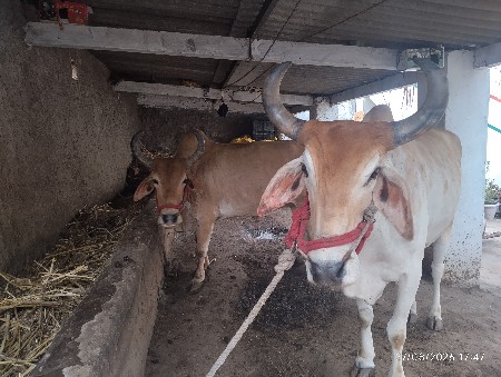 ગોઢલા વહેંચવા ના છે