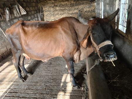 ગાય વેચવાની છે.
