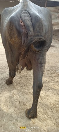 ભેંસ વેચવાની છે