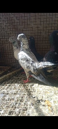 4 kabutar