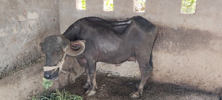 ભેંસ વેચવાની છે