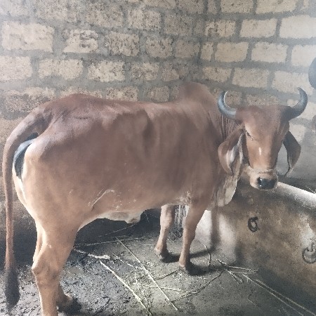 વોડકી વેચવાની છે