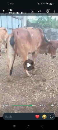 પેલું વેતર ગાભણી છે.