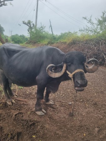 ભેંસ વેચવા ની છે 8905518235