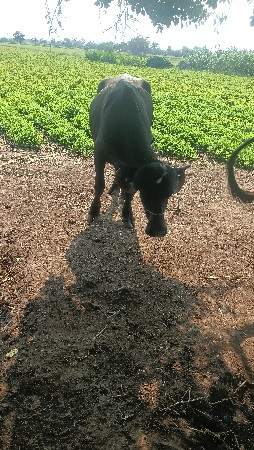 અઢી વર્ષ ની ખળેલી વેચવાની છે
