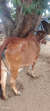ગાય વેચવાની છે