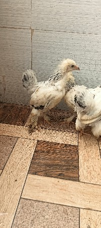 ઓરીજનલ બ્રહ્મા ના બચ્ચા વેચવાના છે