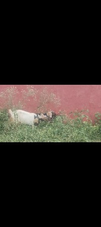ઓરિજીનલ તોતાપુરી પાટ વેચવાની છે