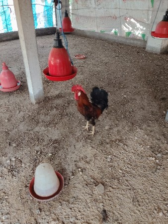 દેશી ઓરીજનલ..
