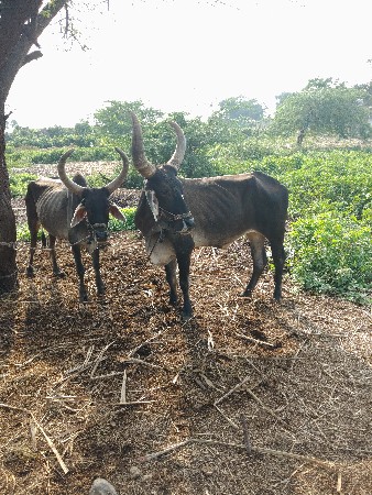 ગાડુ બળદ બંને સાથે દેવના છે