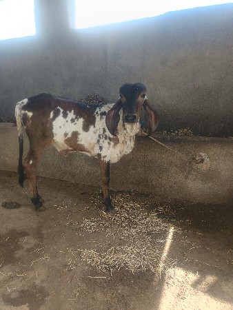 યોરીજલ ગીર વાસરી વેચવાની સે