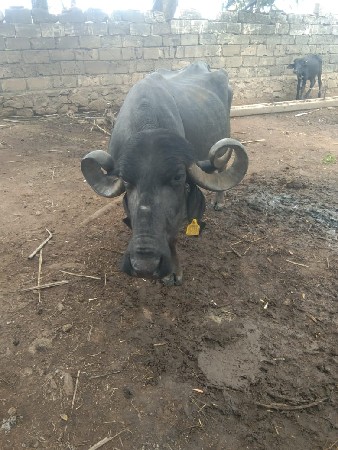 ભેસ વેસવાની છે