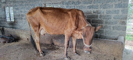 જર્સી ગાય