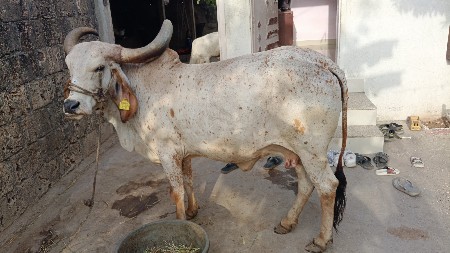 ગાય વેચવાની છે