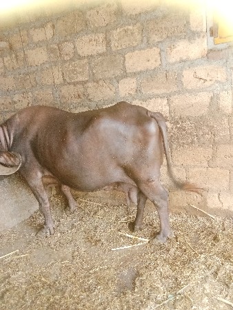 ભેસ વેચવાની છે
