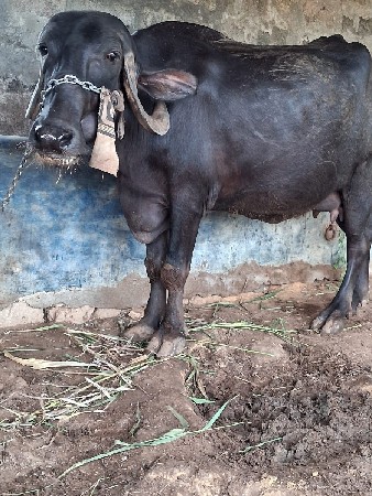 પેલુ વેતર વયાસે
