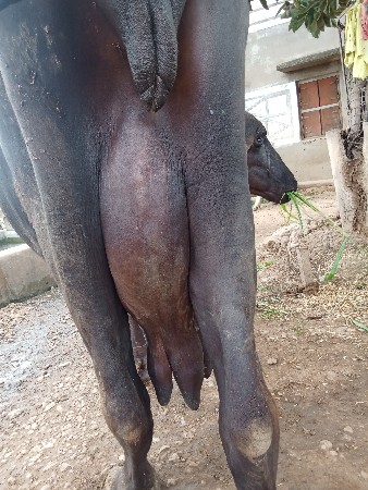 ભેંસ વેચવાની છે