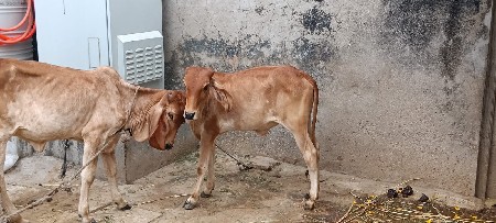સુખી થઈને ફ્રી માં આપવાની છે