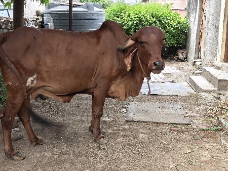 ગાય વેચવા ની છે