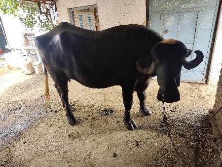 ખડેલ વેચવાની છે