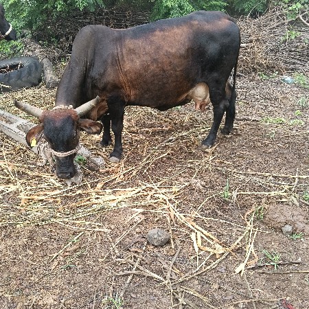ગાય  વેચવા ની છે.