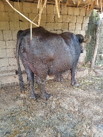 ભેંસ વેચવાની છે