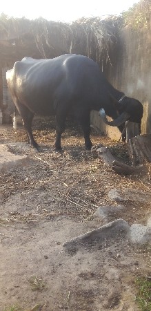 ખડેલી વેસવા નિ સે