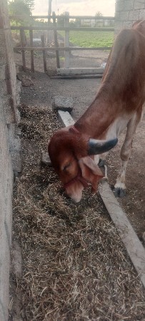હોડકી