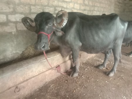 ભેસ