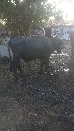 પાડો વેસવાનોછે