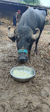 ખડેલી વેચવાની છે
