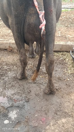 ભેંસ વેચવાની છે