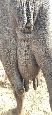 ભેંસ વેચવાની છે