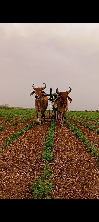 ગોધલા વેચવાના છે