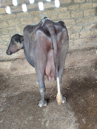 વેચવાની છે