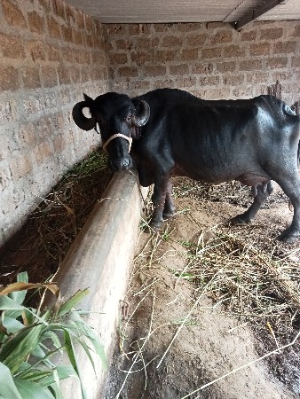 5 દિવસ ની કાશી છે