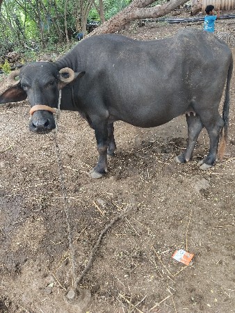 ખળેલી વેચવાની છે