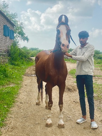 ઘોડી વેસાવાની છે