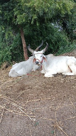 બળદ વેચવાના છે