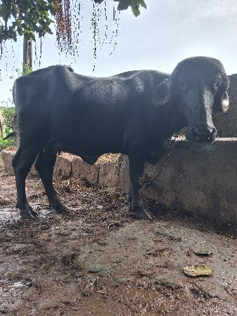 ખાડાય વેસવાની છે 4 દાતે