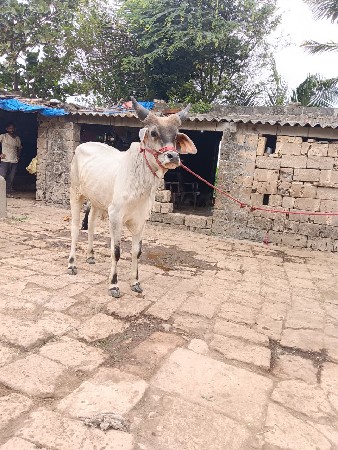 વાછડો આવો લેવાનો છે