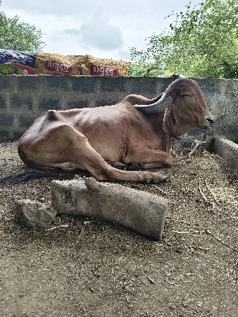 ગાય