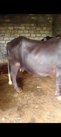 ભેંશ વેસવા ની છે