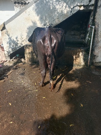 2.  વેતર