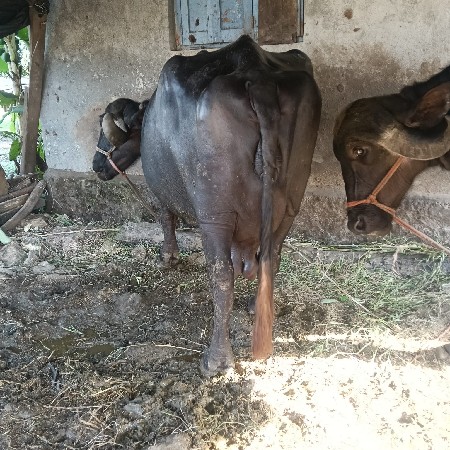 3 વેતર