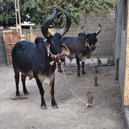 બળદ વેચવા નાં છે