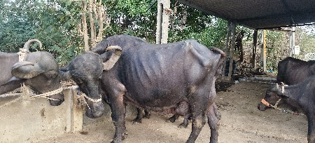 ભેંશ વેચવાની છે