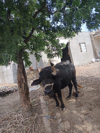 ભેંશ વેચવા ની છે